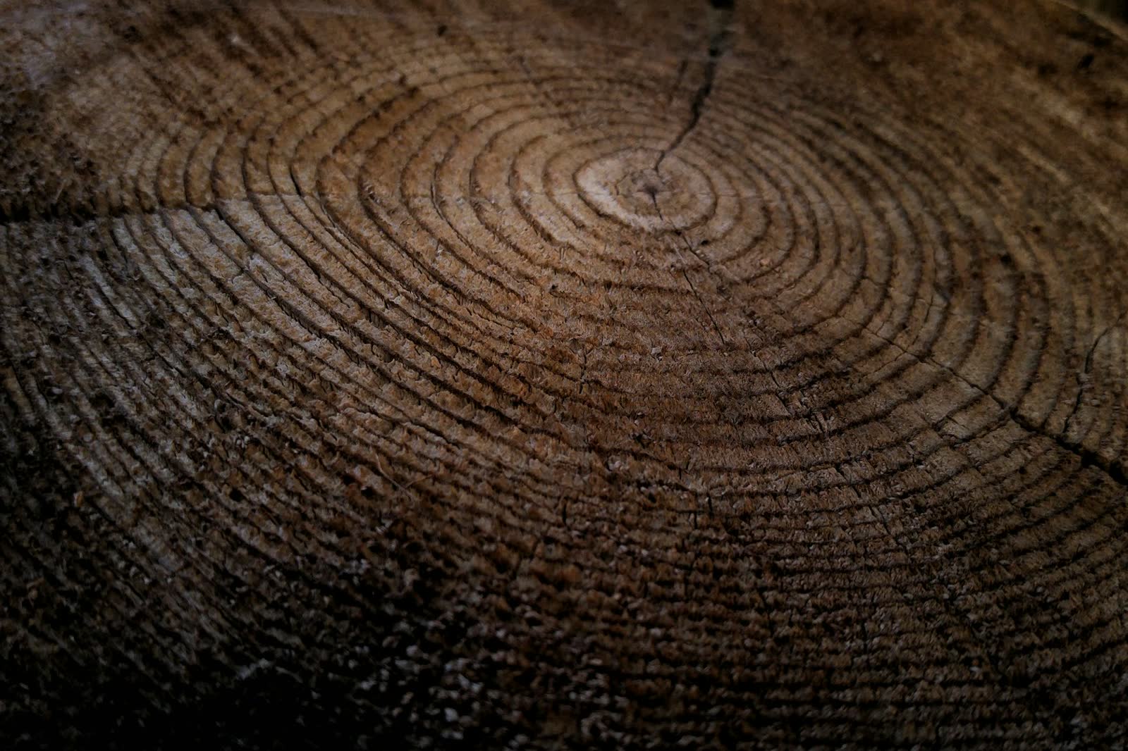 A close-up of concentric growth rings on the cross-section of a thick tree stump, in varying shades of brown and grey.