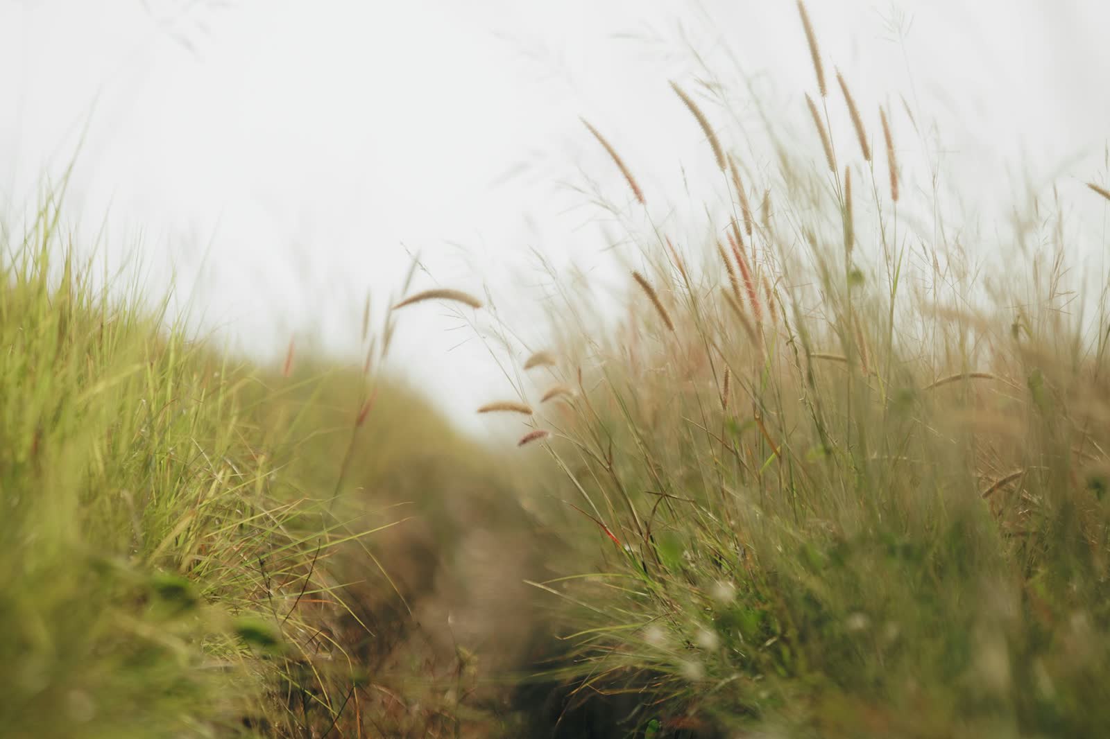 A narrow dirt path cutting a single line through a dense field of tall grass, photographed in Ho Chi Minh City, Vietnam.